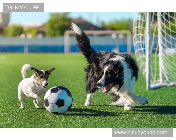 狗叼足球的趣味瞬间揭秘狗狗如何成为足球场上的小明星
